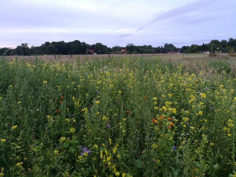 Blumenwiese